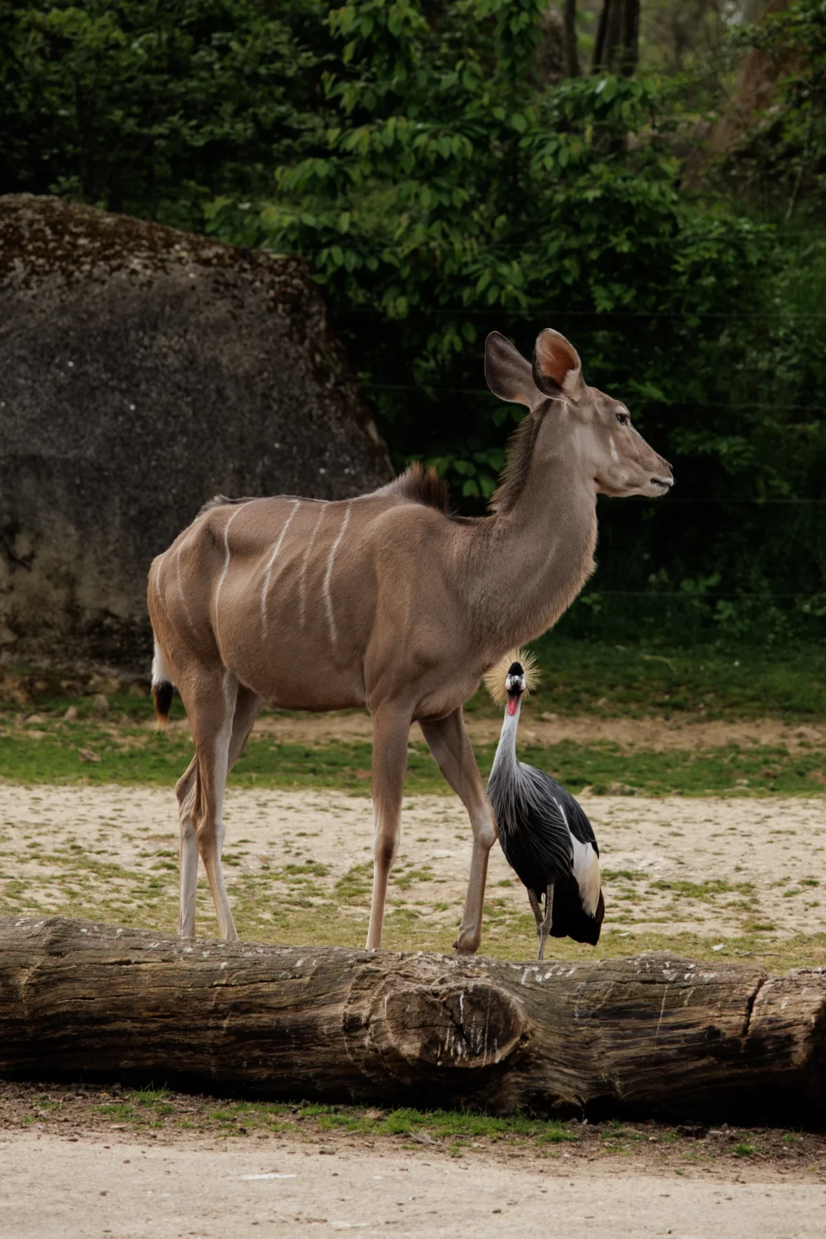 Claude · 3241 x 4862 Cette photographie met en scène un **koudou**, antelope élancée, comme sujet principal. La composition montre aussi un **crane** au premier plan, ajoutant de la diversité.Le **cadrage** est serré sur les animaux, avec un arrière-plan flou de végétation et de rochers. La **lumière**, naturelle et douce, semble tamisée par les arbres, créant des ombres légères. Les **couleurs dominantes** sont des tons terreux (beige, brun) et verts, renforçant une ambiance naturelle et sauvage.Le style est **documentaire**, réaliste, capturant une scène authentique dans un cadre probablement zoologique ou naturel. L’ambiance est **calme et sauvage**, évoquant la sérénité de la faune.