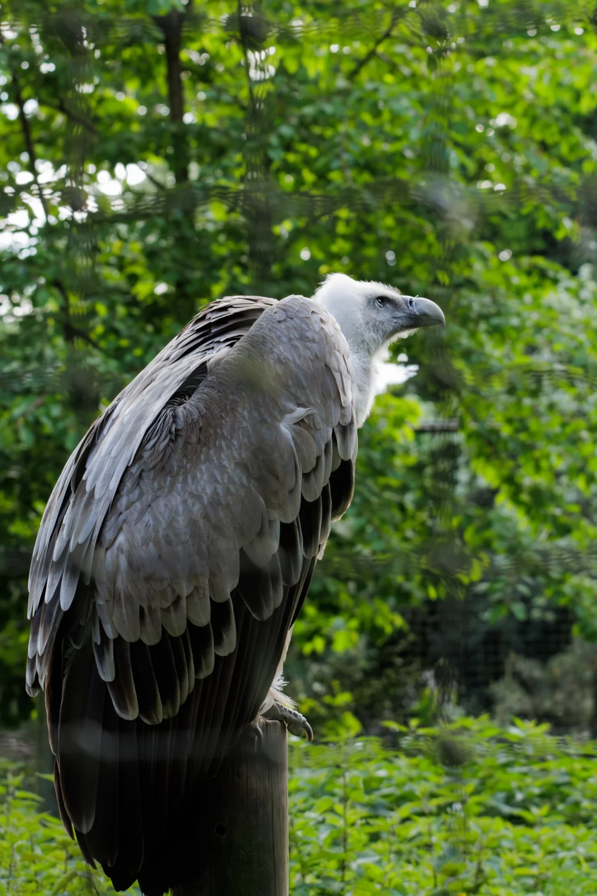 Claude · 2895 x 4343 Cette photographie met en scène un **vautour** comme sujet principal, perché et semblant crier. La **composition** est simple et naturelle, avec l’oiseau occupant une grande partie de l’image. Le **cadrage** est serré, mettant en valeur les détails de l’animal.La **lumière** semble naturelle, avec des ombres douces et une ambiance lumineuse. Les **couleurs dominantes** sont les tons verts de la végétation et les teintes grises et blanches du plumage de l’oiseau. Le style est **réaliste et documentaire**, capturant un instant authentique. L’**ambiance** est sauvage et immersive, évoquant la nature et la liberté.