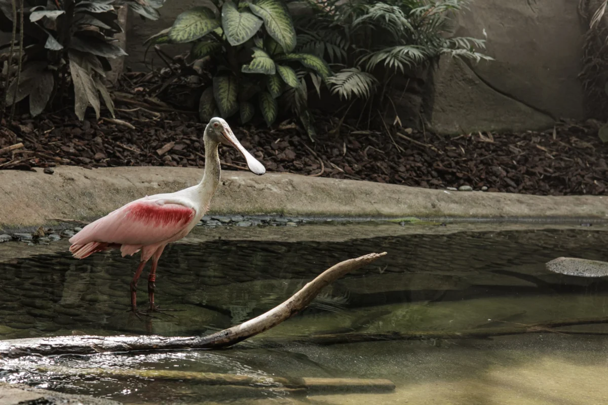 Claude · 3982 x 2655 Cette photographie met en scène un **oiseau rose** (probablement une spatule), sujet principal, se tenant près d’un plan d’eau. La **composition** est simple et naturelle, avec un cadrage serré sur l’animal, laissant peu de place à l’arrière-plan.La **lumière** semble douce et tamisée, créant des contrastes subtils. Les **couleurs dominantes** sont les tons roses de l’oiseau, contrastant avec le vert des plantes et le brun de l’eau et des rochers. Le style est **documentaire et réaliste**, évoquant une ambiance calme et sereine, typique d’un milieu naturel ou d’un zoo.