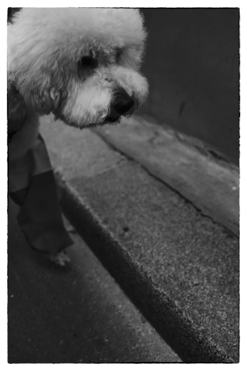 Thierry · 23/04/2026 · 2560 x 3840 Cette photographie met en scène un petit chien, probablement un Bichon, comme sujet principal. Le cadrage est serré, centré sur sa tête et son épaule, avec un arrière-plan flou composé d'une surface horizontale, peut-être un banc ou une table.La lumière est douce et contrastée, créant des ombres marquées, typiques d'une ambiance nocturne ou peu éclairée. Les couleurs dominantes sont en noir et blanc, renforçant une atmosphère intime et mélancolique. Le style est sobre et artistique, évoquant une simplicité poétique et une touche de nostalgie.