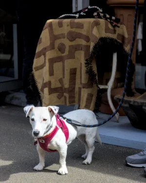 Thibault · 25/04/2026 · 1535 x 1920 Cette photographie met en scène un petit chien, sujet principal, vêtu d’un harnais rouge, debout devant un sac de voyage à motifs géométriques. Le cadrage est serré, centré sur l’animal et son accessoire, avec une légère profondeur de champ.La lumière naturelle, probablement ensoleillée, éclaire la scène, créant des ombres douces. Les couleurs dominantes sont les tons neutres (beige, gris) du sac et du sol, contrastés par le rouge vif du harnais et le blanc du chien.Le style est simple et spontané, évoquant une ambiance quotidienne et décontractée, presque humoristique.