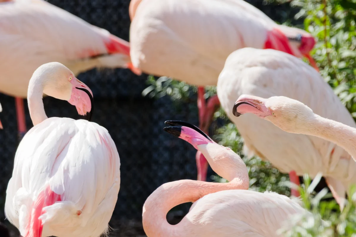 Yvon · 18/04/2026 · 5294 x 3530 Cette photographie met en scène un groupe de **flamants roses** comme sujet principal. La **composition** est serrée, avec plusieurs oiseaux occupant presque tout le cadre, créant une impression de densité et de proximité. Le **cadrage** est serré, mettant en valeur les détails des becs et des plumes.La **lumière** semble naturelle, douce et légèrement tamisée, sans ombres marquées. Les **couleurs dominantes** sont le **rose pâle** des flamants et le **vert** des végétaux en arrière-plan. Le style est **documentaire et réaliste**, capturant une scène naturelle avec authenticité. L’**ambiance** est paisible et harmonieuse, évoquant la sérénité d’un habitat naturel.