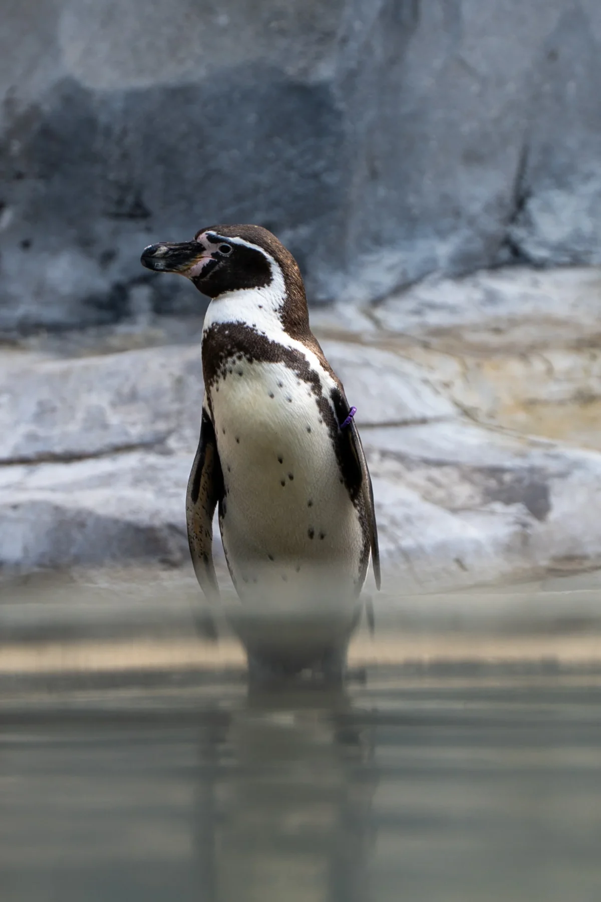 Marc L. · 18/04/2026 · 1780 x 2670 Cette photographie met en scène un manchot de Magellan comme sujet principal. Le cadrage est serré, centré sur l'animal debout dans l'eau, avec un arrière-plan flou de rochers gris.La lumière semble naturelle, douce et légèrement tamisée, créant des contrastes subtils. Les couleurs dominantes sont les teintes noires, blanches et grises du manchot, ainsi que les tons bleutés et grisâtres de l’eau et du fond rocheux.Le style est documentaire et sobre, évoquant une ambiance calme et naturelle, typique d’un habitat aquatique.