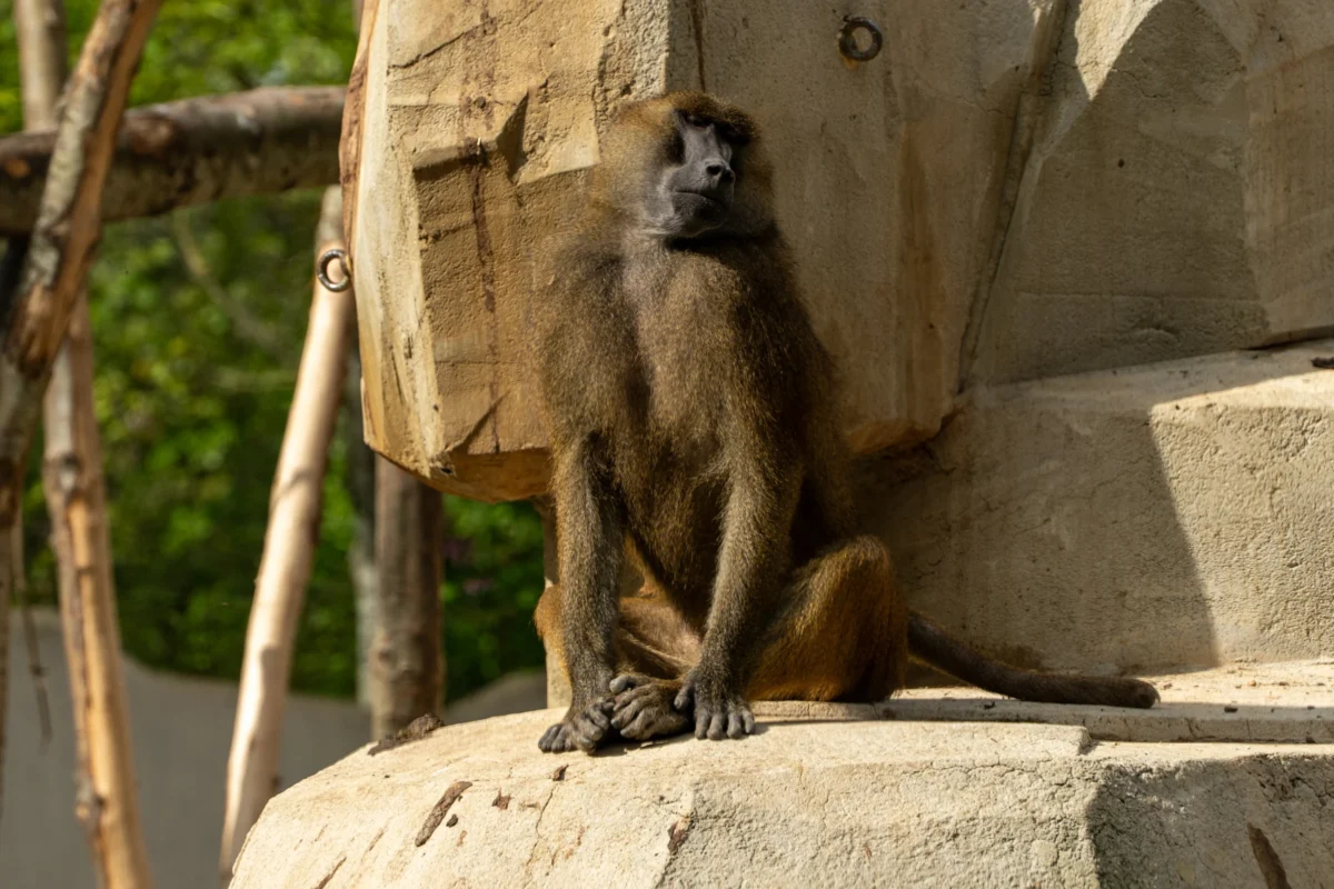 Marc L. · 18/04/2026 · 4528 x 3019 Cette photographie met en scène un **colobe** (singe) comme sujet principal, assis sur une structure rocheuse artificielle. La **composition** est simple et naturelle, avec un cadrage serré sur l'animal, mettant en valeur ses traits et son environnement immédiat.La lumière est douce, probablement naturelle, éclairant le sujet sans ombres marquées. Les **couleurs dominantes** sont les tons gris-beige du singe et des rochers, adoucis par des touches de vert en arrière-plan.Le style est **documentaire et réaliste**, captant un moment authentique dans un cadre probablement zoologique. L’ambiance est calme et contemplative.