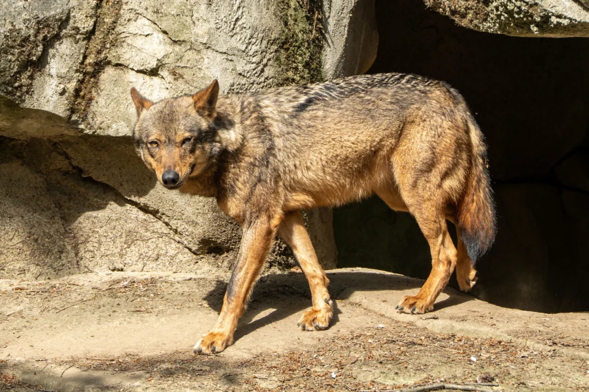 Marc L. · 18/04/2026 · 3356 x 2237 Cette photographie met en scène un loup (ou un canidé similaire) comme sujet principal. Le cadrage est serré, capturant l'animal en mouvement près d'un rocher et d'une entrée sombre.La lumière naturelle éclaire le sujet de manière douce, créant des contrastes entre ombres et zones éclairées. Les couleurs dominantes sont les tons gris-brun du pelage de l'animal, avec des reflets dorés et des nuances terreuses.Le style est réaliste et documentaire, évoquant une ambiance sauvage et naturelle, renforcée par le cadre rocheux et l'éclairage naturel.