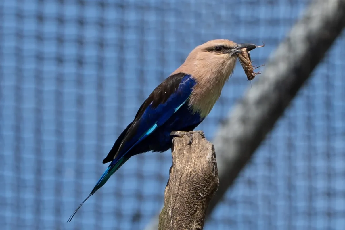 Marc L. · 18/04/2026 · 1394 x 929 Cette photographie met en scène un **oiseau coloré**, probablement un martinet ou un martin-pêcheur, perché sur une branche. Le **sujet principal** est net et centré, avec un **cadrage serré** qui isole l'animal.La **composition** est équilibrée, avec un arrière-plan flou (filet bleu) qui accentue le sujet. La **lumière** naturelle éclaire l'oiseau de manière douce, mettant en valeur ses **couleurs dominantes** : bleu turquoise, marron et noir. Le style est **naturel et documentaire**, capturant un instant réaliste. L'**ambiance** est calme et contemplative, soulignant la beauté discrète de la faune.