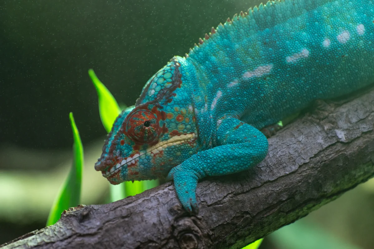 Marc L. · 18/04/2026 · 3807 x 2538 Cette photographie met en scène un **caméléon bleu** comme sujet principal, perché sur une branche. Le **cadrage** est serré, mettant en valeur ses détails et sa texture écailleuse.La **composition** est naturelle, avec un arrière-plan flou et verdâtre, créant un effet de profondeur. La **lumière** semble douce et naturelle, soulignant les nuances de bleu et les reflets irisés de l’animal.Les **couleurs dominantes** sont les teintes bleues turquoise et vertes, renforçant l’aspect exotique. Le style est **documentaire et artistique**, capturant la beauté et la singularité du caméléon dans un **ambiance** sauvage et immersive.