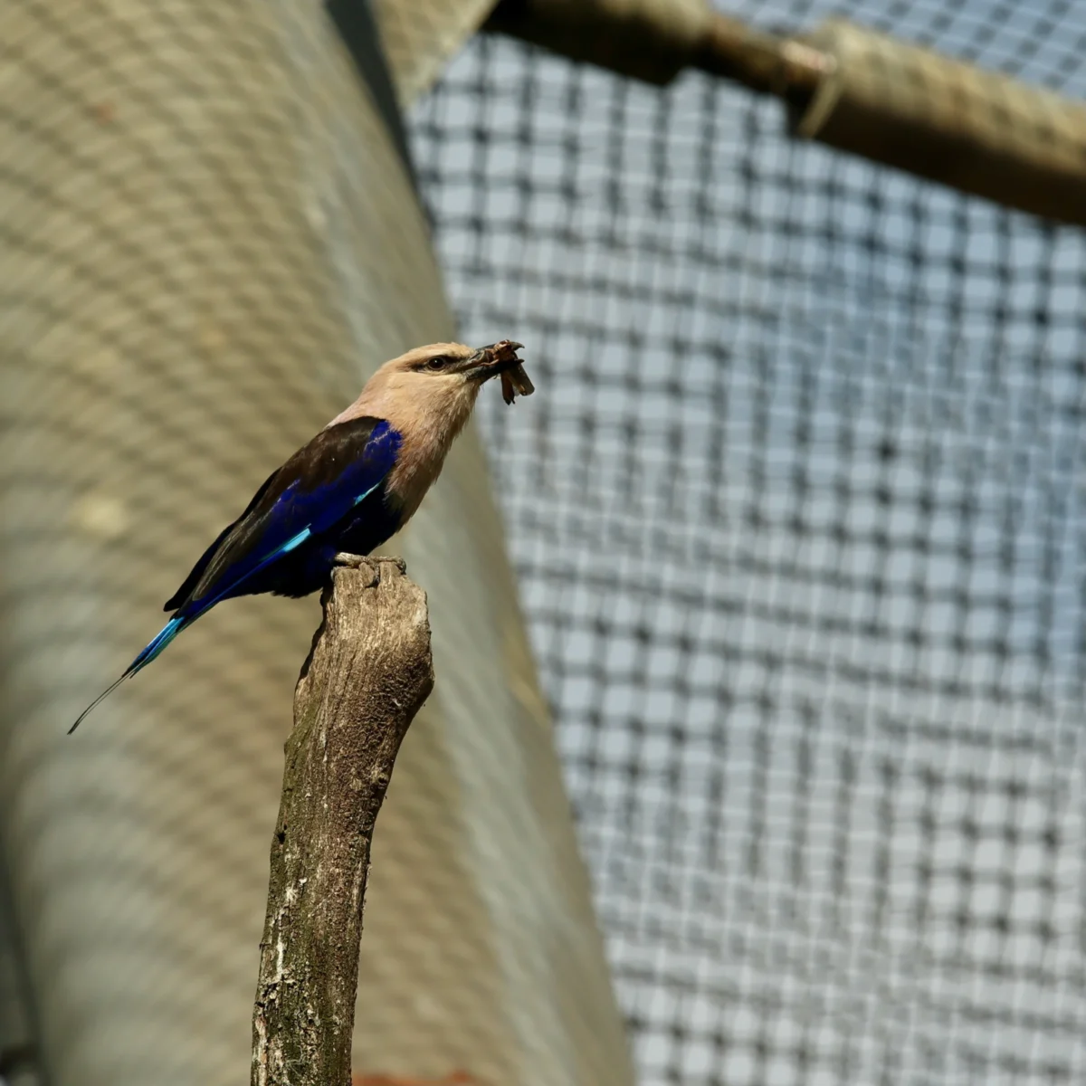 Francoise · 18/04/2026 · 2775 x 2775 Cette photographie met en scène un oiseau exotique, probablement un calao, perché sur une branche. Le sujet principal est bien centré, avec un cadrage serré qui isole l'animal.La lumière naturelle, douce et légèrement tamisée, met en valeur les détails de son plumage. Les couleurs dominantes sont les teintes bleutées et noires de l'oiseau, contrastant avec le fond neutre et légèrement flou.Le style est documentaire et naturel, évoquant une ambiance calme et contemplative, typique d'un environnement en captivité ou d'un enclos.