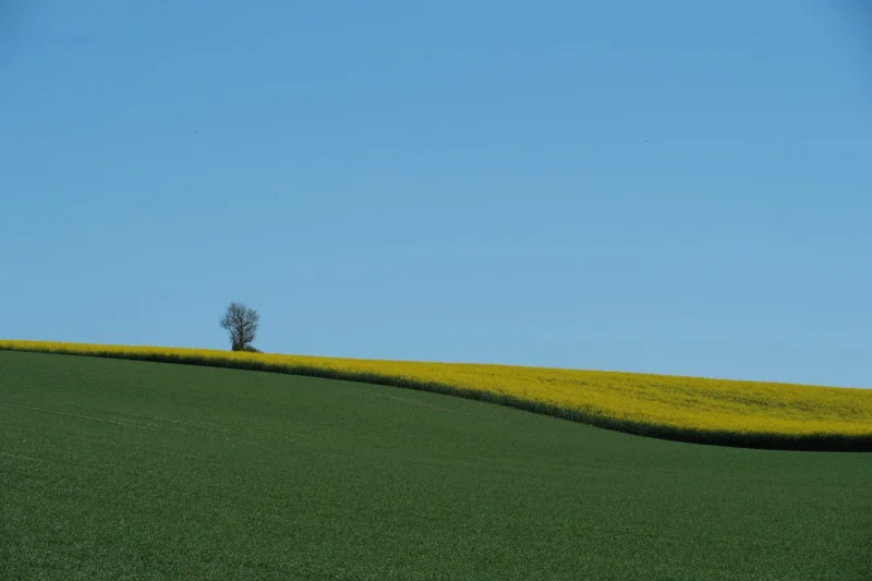 Dominique · 09/04/2026 · 2000 x 1333 Cette photographie met en scène un **paysage rural** avec un **champ en deux tons** : vert foncé en premier plan et jaune vif en arrière-plan, probablement des cultures comme le blé ou le maïs. Le **sujet principal** est un **arbre isolé** sur une légère élévation, créant une ligne horizontale dynamique.La **composition** repose sur des **lignes courbes** et un **cadrage serré**, accentuant la profondeur. La **lumière** est douce et naturelle, typique d’un jour ensoleillé, avec des ombres discrètes. Les **couleurs dominantes** sont le vert et le jaune, renforçant le contraste. Le style est **minimaliste et épuré**, évoquant une **ambiance paisible et sereine**, presque onirique.