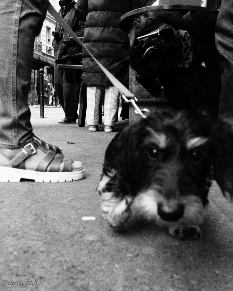 Cyrille · 11/04/2026 · 1621 x 2026 Cette photographie met en scène un chien comme sujet principal, allongé au premier plan. La composition est simple et naturelle, avec un cadrage serré sur l'animal, légèrement flou, créant un effet de proximité.Les jambes d'une personne, dont on aperçoit des sandales et un pantalon, encadrent la scène. La lumière est douce, sans contraste marqué, donnant une ambiance sobre et mélancolique. En noir et blanc, les tons dominants varient du clair au foncé, renforçant l'aspect dramatique et intime.Le style est documentaire et spontané, évoquant une scène de vie quotidienne. L'ambiance est calme et presque nostalgique.