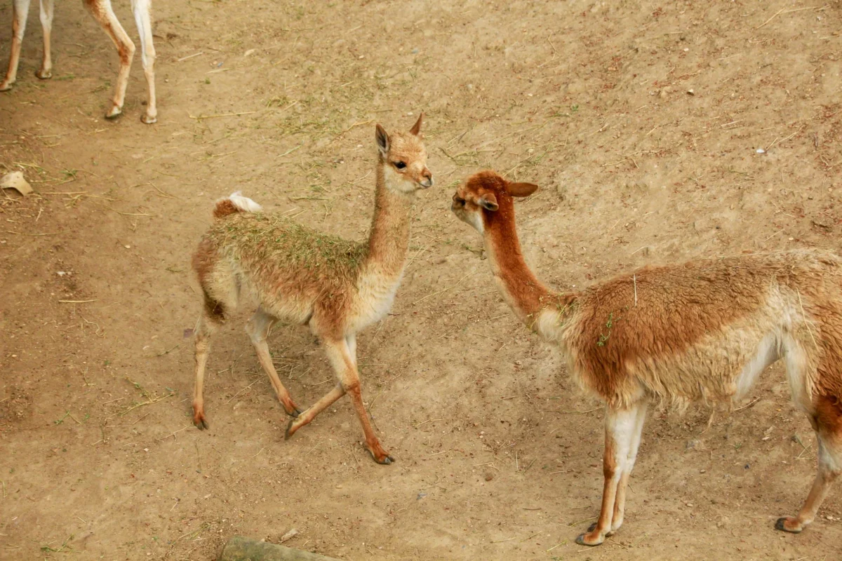 Cédric · 18/04/2026 · 2048 x 1365 Cette photographie met en scène deux jeunes guanacos en interaction. Le sujet principal est ces deux animaux, l’un à gauche et l’autre à droite, en mouvement sur un sol terreux.Le cadrage est serré, centré sur les animaux, avec une composition dynamique. La lumière naturelle, douce mais contrastée, met en valeur leurs contours. Les couleurs dominantes sont les tons beiges et bruns, typiques de leur pelage, avec des reflets dorés.Le style est documentaire et naturel, capturant une scène authentique. L’ambiance est paisible et sauvage, reflétant la vie naturelle de ces animaux dans leur habitat.