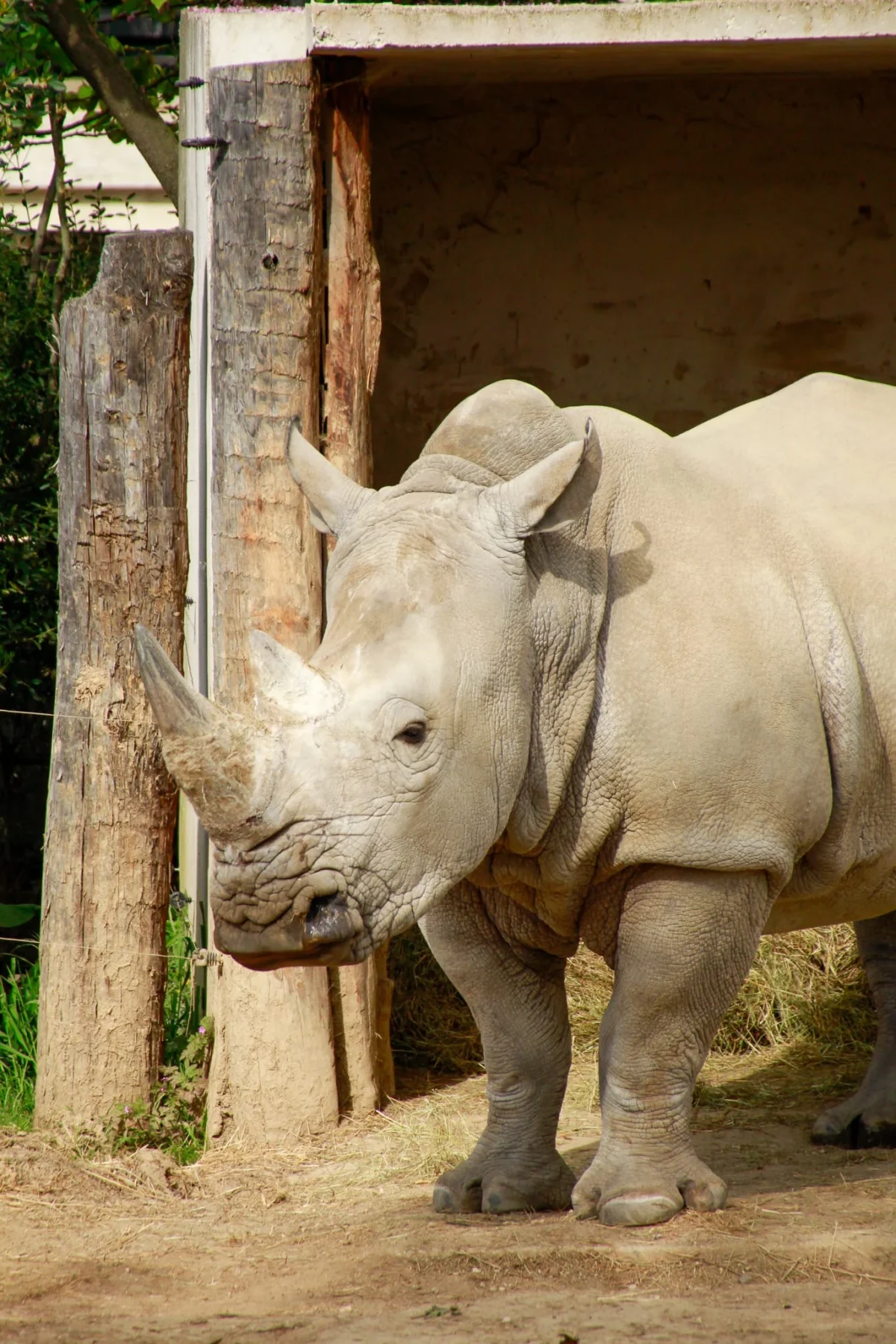 Cédric · 18/04/2026 · 1365 x 2048 Cette photographie met en scène un **rhinocéros blanc** comme sujet principal. Le cadrage est serré, centré sur l’animal, avec une composition qui isole son corps et sa tête. L’arrière-plan montre un abri en bois, suggérant un enclos.La lumière est naturelle, douce et légèrement tamisée, créant des ombres douces. Les **couleurs dominantes** sont les tons gris-beige du rhinocéros et les teintes neutres de l’enclos, avec des touches de vert et de bois naturel.Le style est documentaire et réaliste, offrant une ambiance calme et contemplative, typique d’un environnement zoologique.