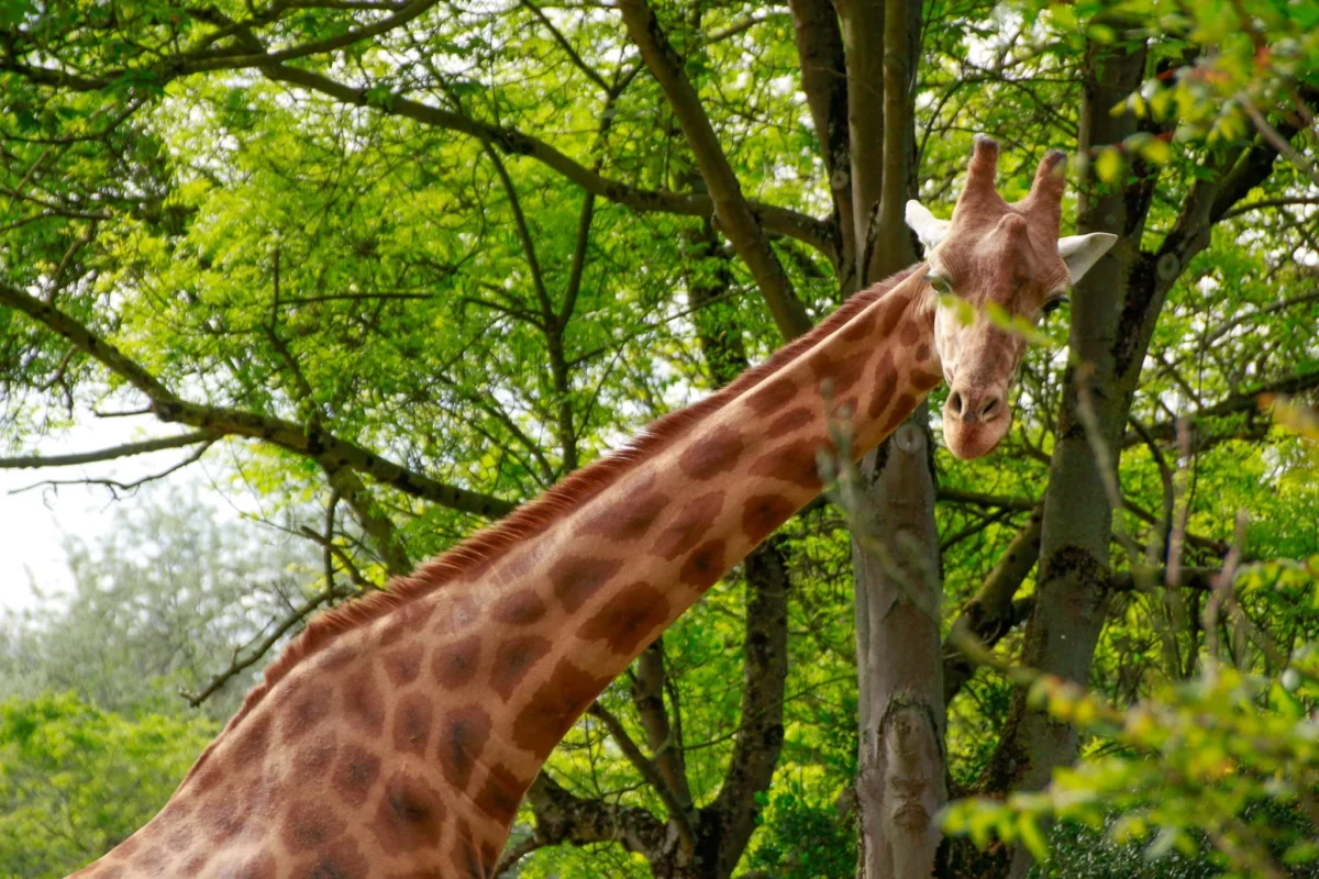 Cédric · 18/04/2026 · 2048 x 1365 Cette photographie met en scène un **girafe** comme sujet principal, dont seul le haut du corps et la tête sont visibles. La **composition** est naturelle, avec des branches et du feuillage en arrière-plan, créant un cadrage serré et immersif. La **lumière**, douce et naturelle, éclaire la scène sans ombres marquées, suggérant un environnement en plein jour. Les **couleurs dominantes** sont les tons verts des feuilles et les teintes beiges et marron du pelage du girafe. Le **style** est réaliste et photographique, capturant une ambiance paisible et sauvage, évoquant la sérénité de la nature.