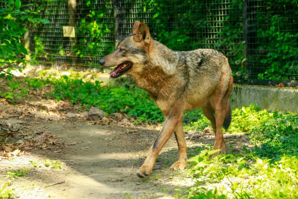 Cédric · 18/04/2026 · 2048 x 1365 Cette photographie met en scène un loup gris comme sujet principal, capturé en mouvement sur un sentier. La composition est naturelle, avec un cadrage serré qui isole l'animal au premier plan, entourée d'une végétation dense et d'une clôture en arrière-plan.La lumière, douce et naturelle, semble provenir d'un éclairage en journée, créant des ombres légères. Les couleurs dominantes sont les tons terreux du pelage du loup, les verts de la végétation et les bruns de la terre.Le style est documentaire et réaliste, évoquant une ambiance sauvage et authentique.