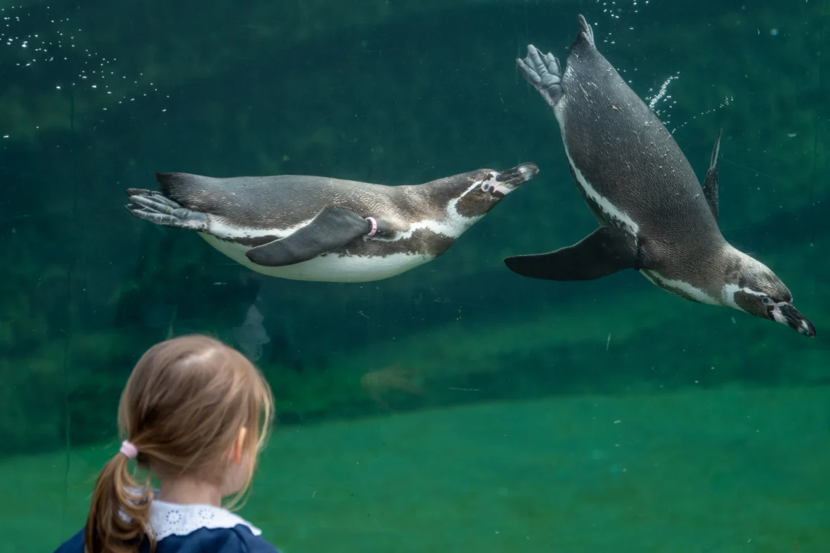 Jean-Marc · 18/04/2026 · 4954 x 3303 Cette photographie met en scène deux manchots en vol sous l’eau, sujet principal captivant. La composition montre une jeune fille observant les oiseaux depuis le bord, ajoutant une dimension humaine et émotionnelle.Le cadrage est serré sur les manchots, avec un arrière-plan flou, mettant en valeur leur mouvement. La lumière est naturelle et douce, éclairant bien la scène sans créer d’ombres marquées. Les couleurs dominantes sont les teintes bleutées et vertes de l’eau, contrastant avec le gris des manchots.Le style est documentaire et dynamique, évoquant une ambiance à la fois éducative et poétique.
