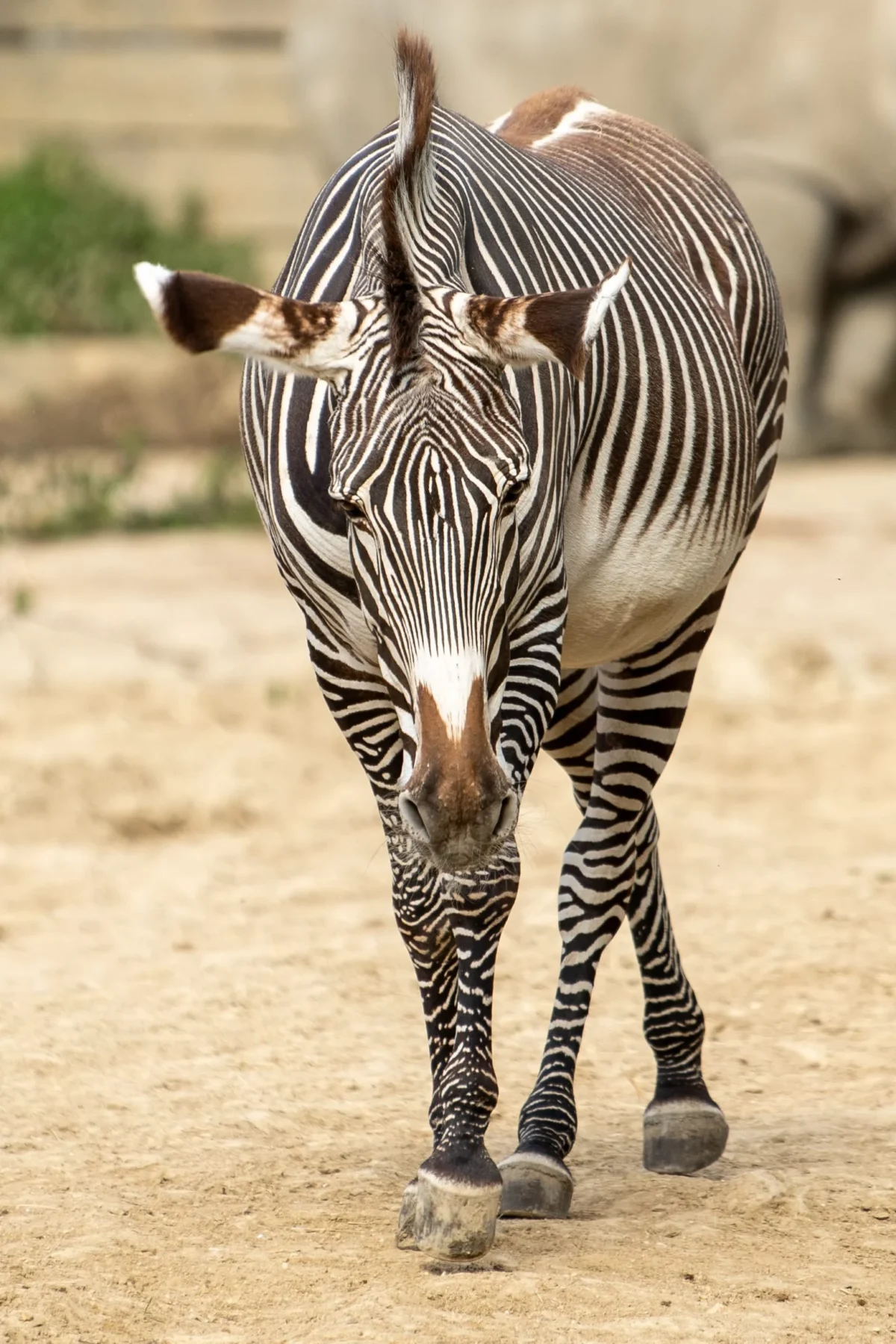 Jean-Marc · 18/04/2026 · 1553 x 2330 Cette photographie met en scène un **zèbre** comme sujet principal, au centre du cadre. La composition est simple et épurée, avec un premier plan qui isole l'animal sur un sol sableux.Le **cadrage** est serré, capturant le zèbre de près, ce qui accentue ses détails. La **lumière** naturelle, douce et légèrement latérale, met en valeur ses rayures contrastées. Les **couleurs dominantes** sont les noirs et blancs des rayures, avec des tons beiges pour le sol.Le style est **documentaire et réaliste**, sans retouches apparentes. L’ambiance est **naturelle et apaisante**, évoquant la vie sauvage.