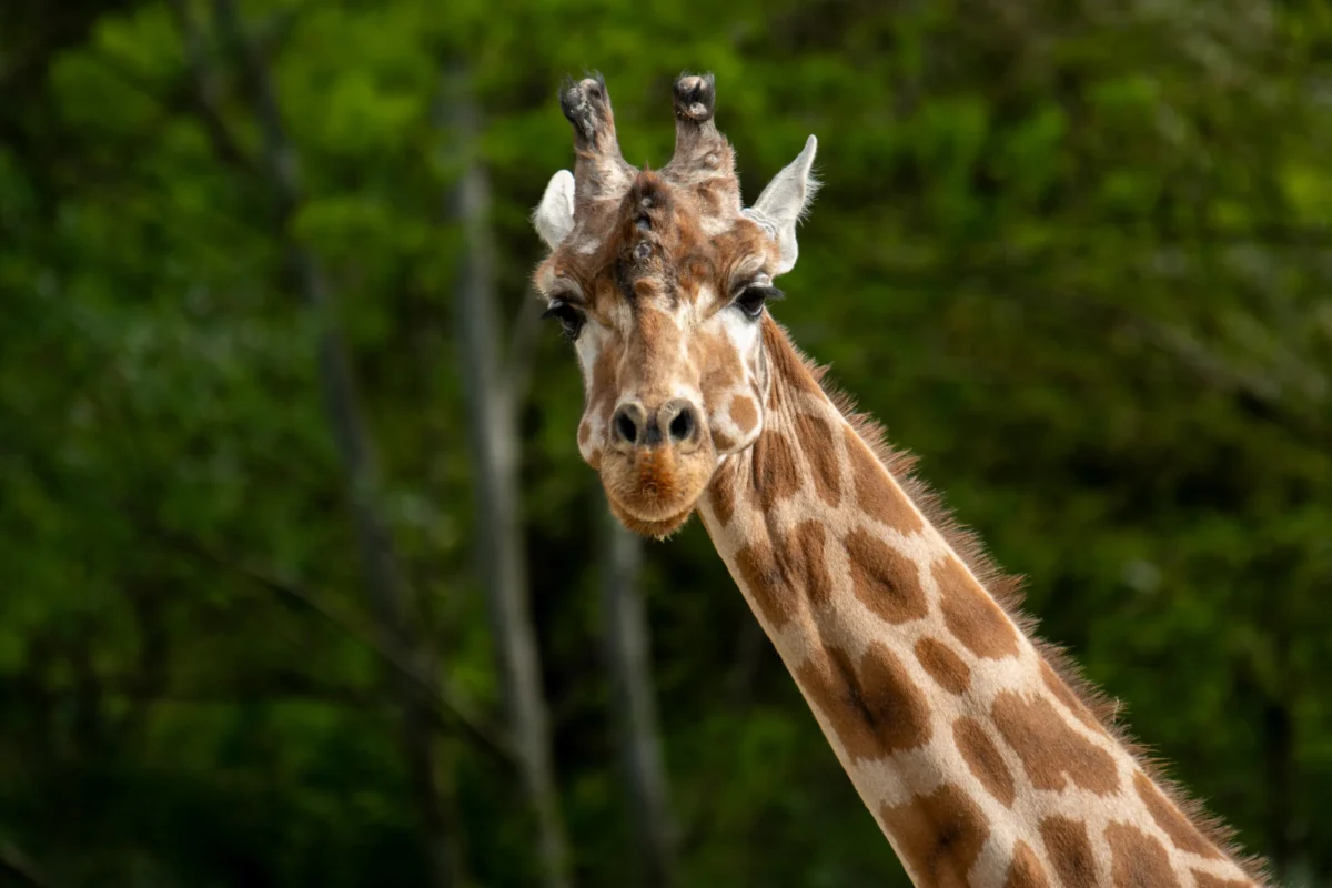 Jean-Marc · 18/04/2026 · 5009 x 3339 Cette photographie met en scène un **girafe**, sujet principal, cadrée en **gros plan**. La composition isole son visage et ses cornes, attirant l’attention sur ses détails. La lumière, douce et naturelle, éclaire uniformément le sujet, créant un contraste subtil avec l’arrière-plan flou.Les **couleurs dominantes** sont les tons **beige et marron** du pelage, rehaussés par des touches de blanc aux cornes. L’ambiance est **sereine et naturelle**, évoquant un cadre sauvage. Le style est **documentaire et réaliste**, sans retouches apparentes, mettant en valeur la beauté authentique de l’animal.