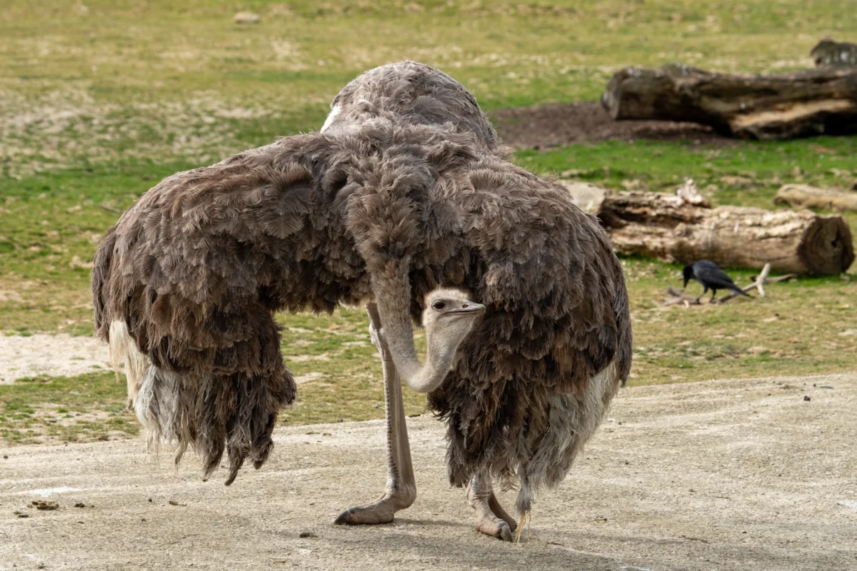 Jean-Marc · 18/04/2026 · 4069 x 2713 Cette photographie met en scène deux autruches en interaction, l’une semblant se courber devant l’autre. Le sujet principal est ces deux oiseaux, captés en gros plan serré.La composition est naturelle, avec un cadrage centré sur les animaux, sur un sol terreux et des éléments végétaux en arrière-plan. La lumière semble douce et naturelle, probablement en extérieur, créant des ombres légères.Les couleurs dominantes sont des tons bruns et gris, typiques des plumes des autruches, avec des touches de vert et de terre. Le style est documentaire et réaliste, évoquant une ambiance calme et authentique, proche de la nature.