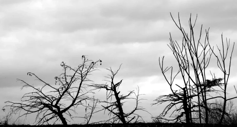 Franck T. · 15/01/2026 · 1400 x 753 Cette photographie en noir et blanc met en scène des arbres dénudés, sujets principaux, aux branches tordues et entrelacées. La composition est simple, centrée sur ces silhouettes sombres contre un ciel nuageux et uniforme. Le cadrage serré isole les arbres, créant une impression de profondeur et de solitude.La lumière, douce et diffuse, adoucit les contours sans créer d’ombres marquées. Les tons dominants, du gris clair au noir profond, renforcent une ambiance mélancolique et contemplative, évoquant la fin de l’hiver ou la fragilité de la nature. Le style minimaliste et épuré accentue cette atmosphère sobre et introspective.