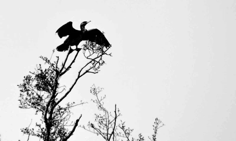Franck T. · 06/04/2026 · 1400 x 838 Cette photographie met en scène un **oiseau en vol**, silhouette sombre se détachant du ciel. Le **sujet principal** est le rapace, capturé en mouvement près d’un arbre aux branches clairsemées.La **composition** est épurée, avec un **cadrage serré** centré sur l’animal et son environnement immédiat. La **lumière** est douce, créant un contraste fort entre les ombres et le fond clair, presque monochrome.Les **couleurs dominantes** sont les **noirs et gris**, renforçant l’aspect dramatique. Le **style** est minimaliste et naturaliste, évoquant une **ambiance calme et contemplative**, presque mystique.