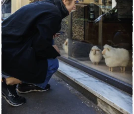 Thierry · 16/05/2026 · 2560 x 3840 Cette photographie montre un homme penché vers deux canards dans une vitrine. Le sujet principal est l’interaction entre l’homme et les animaux.La composition est symétrique et centrée, avec un cadrage serré sur les animaux et l’homme. La lumière est naturelle et douce, créant des contrastes subtils. Les couleurs dominantes sont les tons neutres (gris, beige) avec des touches de bleu et de noir dans les vêtements de l’homme.Le style est documentaire et spontané, évoquant une ambiance calme et presque intimiste dans un cadre urbain.