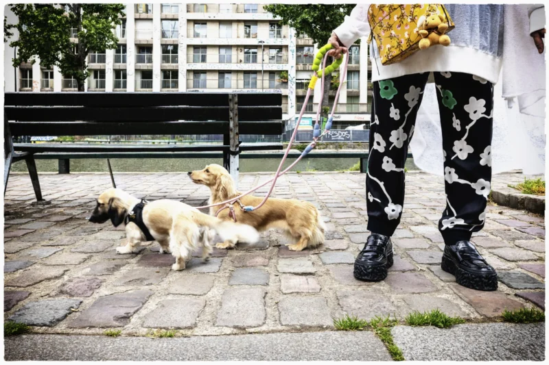 Thierry · 20/05/2026 · 3840 x 2560 Cette photographie met en scène une personne tenant deux chiens en laisse, avec un troisième au sol. Le sujet principal est le trio canin et le bas du corps du promeneur, dont les pieds et les jambes sont visibles.La composition est dynamique, avec un cadrage serré sur les chiens et les pieds de la personne. L’arrière-plan montre un cadre urbain (bâtiments, banc, eau), suggérant un parc ou une promenade en ville.La lumière semble naturelle, probablement en journée, avec des ombres douces. Les couleurs dominantes sont les tons neutres (gris des pavés, beige des chiens) et les contrastes apportés par les motifs noirs et blancs des vêtements du promeneur. L’ambiance est détendue et quotidienne.