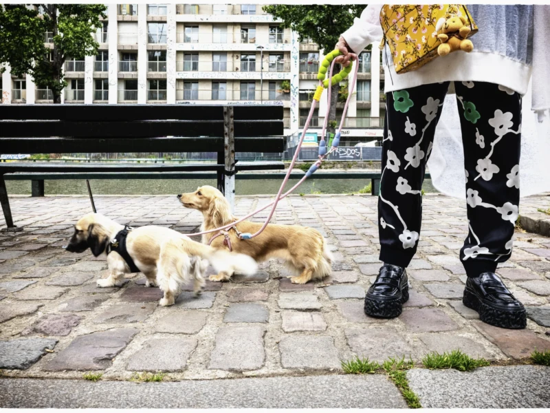 Thierry · 20/05/2026 · 3840 x 2560 Cette photographie met en scène une personne tenant deux chiens en laisse, avec un troisième au sol. Le sujet principal est le trio canin et le bas du corps du promeneur, dont les pieds et les jambes sont visibles.La composition est dynamique, avec un cadrage serré sur les chiens et les pieds de la personne. L’arrière-plan montre un cadre urbain (bâtiments, banc, eau), suggérant un parc ou une promenade en ville.La lumière semble naturelle, probablement en journée, avec des ombres douces. Les couleurs dominantes sont les tons neutres (gris des pavés, beige des chiens) et les contrastes apportés par les motifs noirs et blancs des vêtements du promeneur. L’ambiance est détendue et quotidienne.