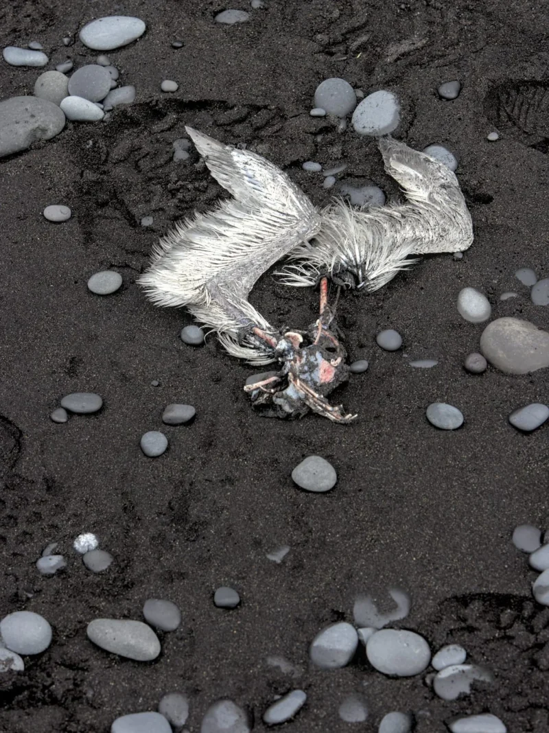 Thibault · 04/08/2023 · 1124 x 1500 Cette photographie montre un oiseau mort, probablement un goéland, étendu sur une surface rocheuse et sombre, entourée de petits cailloux blancs.Le cadrage est serré, mettant en valeur le sujet principal avec une composition centrée. La lumière semble naturelle, mais diffuse, créant des contrastes doux. Les couleurs dominantes sont les tons gris-beige de l'oiseau, le noir de la surface et les reflets blancs des cailloux.Le style est réaliste et documentaire, évoquant une ambiance mélancolique et brutale, soulignant la fragilité de la vie.