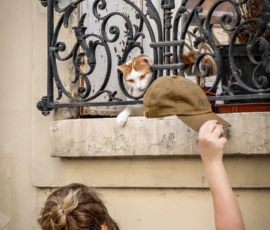 AnJo · 09/05/2026 · 1280 x 1920 Cette photographie met en scène une femme tendant la main vers un chat orange perché sur une balustrade en fer forgé. Le sujet principal est l’interaction entre l’humain et l’animal, captée en mouvement.La composition est dynamique, avec un cadrage serré sur les mains et le félin. La lumière naturelle, douce et légèrement tamisée, crée une ambiance chaleureuse. Les couleurs dominantes sont les tons chauds (orange du chat, rouge de la veste) contrastant avec le gris-beige des murs et la ferronnerie noire. Le style est documentaire et spontané, évoquant une scène de vie quotidienne, pleine de tendresse et de simplicité.