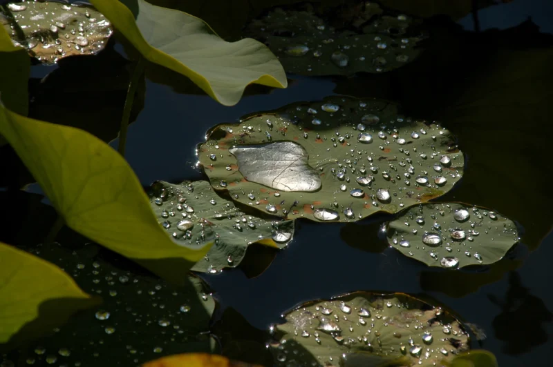 Vincent · 11/10/2020 · 3008 x 2000 Cette photographie met en scène des feuilles flottantes couvertes de gouttelettes d’eau, probablement des lentilles d’eau. Le sujet principal est une feuille centrale légèrement inclinée, reflétant la lumière.La composition est symétrique et équilibrée, avec un cadrage serré qui isole les feuilles. La lumière, douce et naturelle, semble provenir d’une source latérale, créant des reflets scintillants. Les couleurs dominantes sont les verts variés des feuilles et les teintes bleutées de l’eau.Le style est réaliste et minimaliste, évoquant une ambiance paisible et presque magique, typique d’un écosystème aquatique calme.