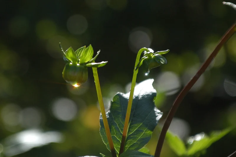 Vincent · 11/10/2020 · 2451 x 1636 Cette photographie met en scène un jeune plant de tomate ou de plante similaire, avec des feuilles vertes et une tige fine. Le **sujet principal** est cette pousse, entourée de feuillage flou en arrière-plan.La **composition** est simple et naturelle, avec un **cadrage serré** qui isole la plante. La **lumière**, douce et naturelle, crée des contrastes et des jeux d'ombres, accentuant les détails. Les **couleurs dominantes** sont les verts vifs et les reflets dorés de la lumière filtrée.Le **style** est épuré et réaliste, évoquant une **ambiance** paisible et organique, presque poétique.