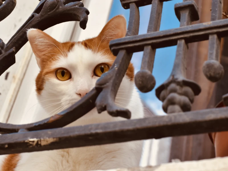 Deniz · 09/05/2026 · 6000 x 4000 Cette photographie met en scène un **chat orange et blanc** comme sujet principal. Le cadrage est serré, centré sur son visage exprimant curiosité ou attention.La composition utilise une **barrière en fer forgé** comme élément décoratif et cadre naturel. La lumière est douce et naturelle, éclairant le chat de face, avec une légère ombre sur le fond.Les **couleurs dominantes** sont les tons chauds (orange du pelage) et les contrastes entre le blanc du chat et le noir des barreaux. Le style est simple et spontané, évoquant une ambiance **douce et paisible**, presque intimiste.
