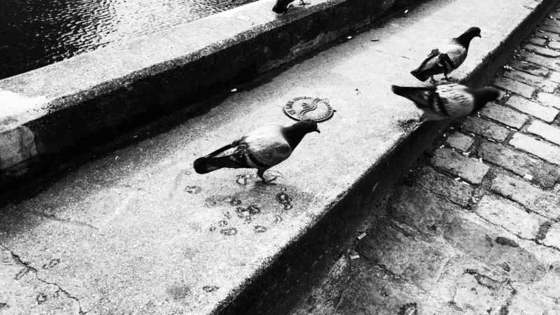 Dominique · 20/05/2026 · 6192 x 3480 Cette photographie en noir et blanc met en scène deux oiseaux, probablement des pigeons, posés sur un rebord de fenêtre ou une corniche en saillie. Le sujet principal est ces oiseaux, encadrés par une structure architecturale urbaine, comme un escalier ou une margelle.La composition est simple et épurée, avec un cadrage serré qui isole les oiseaux et les lignes géométriques. La lumière est douce et diffuse, créant des contrastes subtils. Les couleurs dominantes, bien que monochromes, jouent sur les nuances de gris et de noir, renforçant l’ambiance mélancolique et contemplative. Le style est minimaliste et documentaire, évoquant une atmosphère calme et introspective.