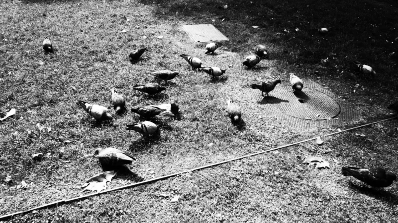 Dominique · 20/05/2026 · 6192 x 3480 Cette photographie en noir et blanc montre un groupe de pigeons au sol. Le sujet principal est ces oiseaux, dispersés sur une surface irrégulière et légèrement boueuse.La composition est horizontale, avec un cadrage serré qui met en valeur les détails du sol et des animaux. La lumière semble naturelle, créant des contrastes marqués et des ombres nettes. L'absence de couleurs accentue les textures et les formes.Le style est documentaire et brut, évoquant une ambiance sobre et réaliste, presque mélancolique.
