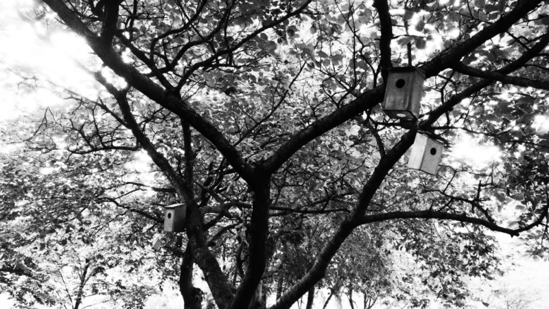 Dominique · 20/05/2026 · 6192 x 3480 Cette photographie en noir et blanc met en scène un arbre aux branches entrelacées, sujet principal. La composition est centrée sur les ramures tortueuses, créant une structure organique et complexe.Le cadrage est serré, capturant uniquement les branches et une petite structure suspendue, probablement un nid ou un abri. La lumière, douce et diffuse, accentue les contrastes entre ombres et clartés, renforçant le côté dramatique.L’absence de couleurs et les tons de gris dominants confèrent un style artistique et intemporel. L’ambiance est à la fois mystérieuse et apaisante, évoquant la nature sauvage et la sérénité.
