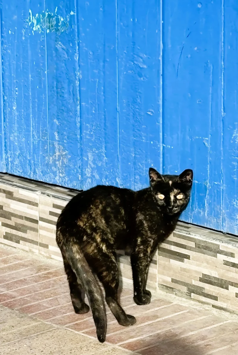 Sophie · 1902 x 2841 Cette photographie met en scène un **chat noir** comme sujet principal, assis sur un rebord de fenêtre en pierre. La **composition** est simple et épurée, avec un cadrage serré qui isole l’animal. La lumière naturelle, douce et légèrement latérale, met en valeur son pelage et crée des contrastes subtils. Les **couleurs dominantes** sont le bleu profond de la porte en arrière-plan et le noir du chat, renforçant une ambiance calme et mystérieuse. Le style est réaliste et naturel, évoquant une scène du quotidien. L’atmosphère est sereine et contemplative.