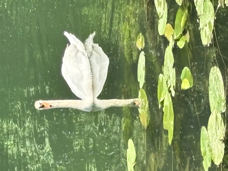 Sophie · 08/05/2026 · 4032 x 3024 Cette photographie met en scène un cygne en plein vol, sujet principal. La composition est épurée, avec l'oiseau centré et légèrement décalé vers la gauche. Le cadrage est serré, capturant principalement l'animal et son environnement immédiat.La lumière semble naturelle, douce et diffuse, sans ombres marquées. Les couleurs dominantes sont des verts variés (eau et végétation) et le blanc éclatant du cygne. Le style est réaliste et spontané, évoquant une ambiance paisible et naturelle, presque poétique.