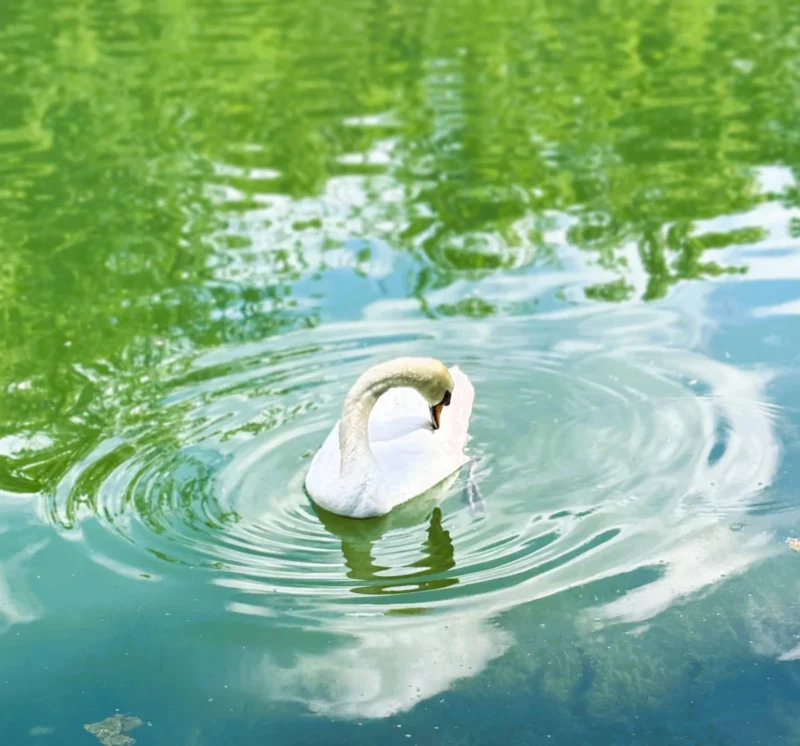 Sophie · 08/05/2026 · 2354 x 2196 Cette photographie met en scène un **cygne** comme sujet principal, flottant paisiblement sur l’eau. La **composition** est épurée, centrée sur l’animal avec des reflets et des ondulations autour de lui. Le **cadrage** est serré, capturant uniquement le cygne et une partie de l’eau, créant une sensation d’intimité.La **lumière** semble douce et naturelle, probablement en journée, avec des ombres discrètes. Les **couleurs dominantes** sont des teintes vertes (feuillage) et bleutées (eau), adoucies par les reflets. Le style est **naturel et réaliste**, évoquant une **ambiance calme et sereine**, presque poétique.