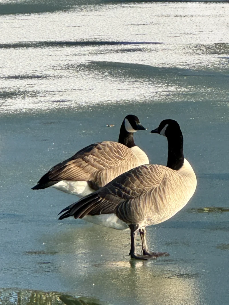 Heike · 03/01/2026 · 3024 x 4032 Cette photographie met en scène deux **bernaches du Canada** comme sujets principaux. La composition est simple et naturelle, avec les oiseaux placés au premier plan sur une surface gelée.Le cadrage est serré, centré sur les oiseaux, avec un arrière-plan flou de glace et d’eau. La lumière est douce et naturelle, probablement en journée, créant des contrastes subtils.Les couleurs dominantes sont les **tons gris-beige des plumages**, le noir de la tête et le blanc de la glace. Le style est documentaire et épuré, évoquant une ambiance paisible et hivernale.