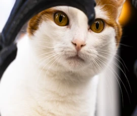 Jean-Yves · 09/05/2026 · 3000 x 3000 Cette photographie met en scène un **chat** comme sujet principal, avec un pelage blanc et orange. Le **cadrage** est serré, centré sur son visage, créant une impression d'intimité.La **composition** est simple et efficace, avec un fond flou. La **lumière** est douce et naturelle, mettant en valeur ses yeux et son pelage. Les **couleurs dominantes** sont le blanc et l’orange, avec des reflets dorés.Le style est **naturel et réaliste**, évoquant une ambiance **calme et expressive**, presque artistique grâce à la netteté des détails et à la profondeur des yeux du félin.