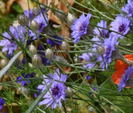 Cette photographie met en scène des fleurs de **craîches** (ou buglosse) comme sujet principal, avec leurs **petites fleurs bleues en forme d'étoile**. La composition est naturelle, avec des tiges vertes et des fleurs en premier plan, légèrement floues en arrière-plan.Le cadrage est serré, centré sur les fleurs. La lumière semble douce et naturelle, probablement en extérieur par temps clair. Les **couleurs dominantes** sont le bleu vif des fleurs, le vert des tiges et des feuilles, avec des touches de brun et d’orange en arrière-plan.Le style est **documentaire et botanique**, évoquant une ambiance paisible et sauvage.