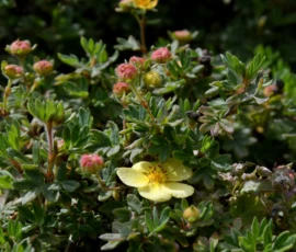 Cette photographie met en scène un buisson de **héléborine** ou une plante similaire, avec des fleurs en boutons et quelques-unes ouvertes. Le **sujet principal** est ces fleurs délicates, entourées de feuilles vertes et légèrement argentées.La **composition** est serrée, avec un **cadrage rapproché** qui isole les détails. La **lumière** semble naturelle, douce et légèrement tamisée, créant des ombres douces. Les **couleurs dominantes** sont des verts profonds, des touches de rose et de jaune pâle.Le **style** est naturaliste et épuré, évoquant une **ambiance** paisible et presque sauvage.