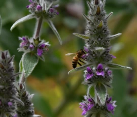 Cette photographie met en scène un **abeille** sur des **fleurs de basilic pourpre**, sujet principal captivant. La **composition** est simple et naturelle, centrée sur les fleurs et l’insecte.Le **cadrage** est serré, mettant en valeur les détails des pétales et de l’abeille. La **lumière**, douce et naturelle, semble provenir d’un éclairage indirect, créant des ombres légères. Les **couleurs dominantes** sont les **vives teintes violettes des fleurs**, contrastant avec le jaune de l’abeille et le vert des feuilles.Le style est **documentaire et esthétique**, évoquant une ambiance **pacifique et naturelle**, typique d’un jardin ou d’un potager.