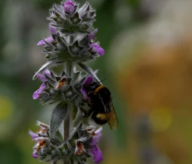 Cette photographie met en scène une fleur de lavande pourvue de petites fleurs violettes et un bourdon en train de butiner. Le sujet principal est bien centré, avec une mise au point nette sur la fleur et l’insecte.La composition est simple et équilibrée, avec un arrière-plan flou qui isole les éléments principaux. La lumière naturelle, douce et légèrement latérale, accentue les détails et les textures. Les couleurs dominantes sont les violets et verts, créant une ambiance apaisante et naturelle. Le style est photographique réaliste, mettant en valeur la beauté délicate de la nature.