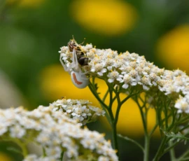 Cette photographie met en scène un **insecte**, probablement une mouche ou un syrphe, posé sur une **fleur blanche** entourée de petites inflorescences en ombelle. La **composition** est centrée sur ce détail naturel, avec un **cadrage serré** qui isole le sujet.La **lumière** est douce et naturelle, mettant en valeur les textures délicates. Les **couleurs dominantes** sont le **blanc** des fleurs et le **jaune vif** des fleurs environnantes, créant un contraste harmonieux. Le style est **minimaliste et réaliste**, évoquant une **ambiance paisible et naturelle**, presque poétique.