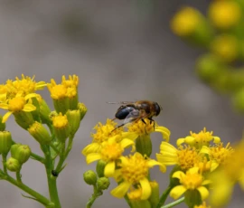 Cette photographie met en scène un **insecte**, probablement une abeille ou un bourdon, comme sujet principal, posé sur une fleur jaune. La **composition** est simple et naturelle, avec un cadrage serré sur les fleurs et l’insecte, mettant en valeur les détails.La **lumière** semble douce et naturelle, éclairant les pétales sans créer d’ombres marquées. Les **couleurs dominantes** sont le jaune vif des fleurs et le vert des tiges, avec des touches de brun sur l’insecte. Le style est **documentaire et réaliste**, capturant un moment spontané. L’**ambiance** est apaisante et naturelle, évoquant la beauté discrète de la nature.