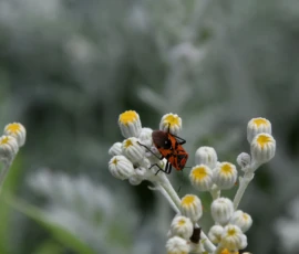 Cette photographie met en scène un **insecte** (probablement un coccinelle) comme sujet principal, posé sur une fleur blanche à centre jaune. La **composition** est simple et naturelle, avec un **cadrage serré** sur la fleur et l’insecte, tout en laissant en arrière-plan un flou artistique de végétation.La **lumière** est douce et naturelle, mettant en valeur les détails. Les **couleurs dominantes** sont les blancs, jaunes et verts, avec une touche de rouge vif sur l’insecte. Le **style** est photographique réaliste, avec une **ambiance** paisible et délicate, évoquant la nature et la biodiversité.
