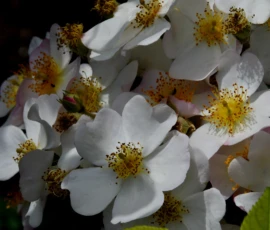 Cette photographie met en valeur un **sujet principal** composé de **fleurs blanches** en bouton et épanouies, probablement des pommiers ou des fleurs similaires. La **composition** est serrée, avec un **cadrage rapproché** qui isole les fleurs, créant une impression de profondeur et de texture.La **lumière** douce et naturelle met en valeur les pétales, avec des reflets subtils. Les **couleurs dominantes** sont le blanc pur, rehaussé de touches de jaune et de vert tendre. Le **style** est naturaliste et esthétique, évoquant une **ambiance poétique et apaisante**, presque onirique.