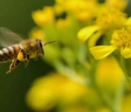 Cette photographie met en scène une **abeille** comme sujet principal, en vol près de fleurs jaunes. La **composition** est simple et naturelle, avec un **cadrage serré** qui isole l’insecte et ses pétales.La **lumière**, douce et naturelle, met en valeur les détails. Les **couleurs dominantes** sont le jaune vif des fleurs et les teintes brunes et noires de l’abeille, créant un contraste saisissant.Le **style** est réaliste et documentaire, tandis que l’**ambiance** est apaisante et vivante, évoquant la beauté de la nature et la pollinisation.