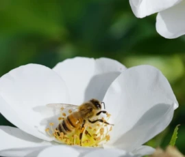 Cette photographie met en scène une **abeille** comme sujet principal, posée sur un **pétale de fleur blanche**. La composition est simple et centrée, avec un cadrage serré qui isole le sujet. La lumière est douce et naturelle, mettant en valeur les détails de l’insecte et de la fleur. Les **couleurs dominantes** sont le blanc pur de la fleur, le jaune vif de l’abeille et des touches de vert en arrière-plan.Le style est **minimaliste et documentaire**, avec une ambiance paisible et presque poétique, évoquant la nature et la vie microscopique.